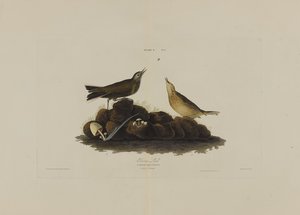 バードオブアメリカのブラウンラーク、ロバートハヴェル（1793-1878）による彫刻 作： John James after Audubon