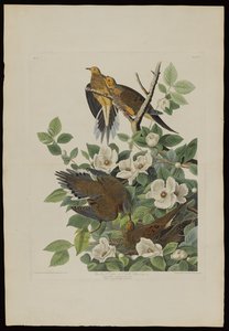 ロバートハヴェル（1793-1878）によって刻まれたバーズオブアメリカのカロライナピジョンまたはカメ鳩