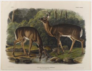 ジョンT.ボーエン（1801-c.1856）1848によって彫刻されたコモンまたはバージニアディア