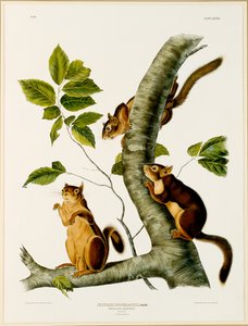 1845年、1844年に公開されたフォリオThe Viviparous Quadrupeds of North Americaのダグラスリス（オリジナルは129902を参照） 作： John James after Audubon
