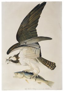 フィッシュホークまたはミサゴ、リトグラフ、ジュリアスビエン（1826-1909）、1860年