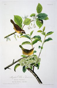 メリーランドイエロースロート、バーズオブアメリカ出身、ロバートハヴェル（1793-1878）によって彫刻 作： John James after Audubon