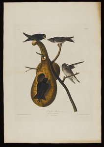 バードオブアメリカのパープルマーティン、ロバートハヴェル（1793-1878）による彫刻