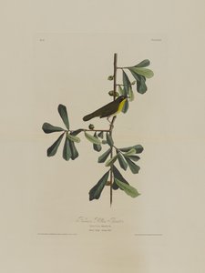 ロスコーズイエロースロート、バーズオブアメリカ産、ロバートハヴェル（1793-1878）によって彫刻 作： John James after Audubon