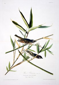 ロバートハヴェル（1793-1878）によって刻まれた鳥のアメリカからの孤独なヒタキ 作： John James after Audubon