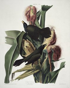 ロバートハヴェル（1793-1878）によって彫刻された、バーズオブアメリカからのパープルグラックル