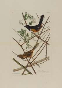 ロバートハヴェル（1793-1878）によって彫刻されたバーズオブアメリカからのトウホオジロ 作： John James after Audubon