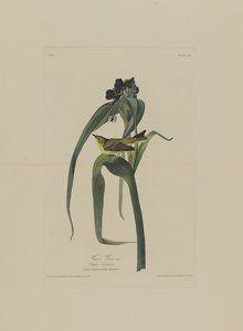 ロバーツハヴェル（1793-1878）によって彫刻されたバーズオブアメリカのVigers Vireo