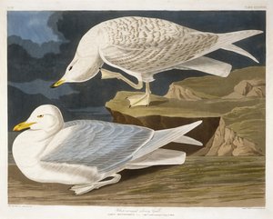 ロバートハヴェルジュニア（1793-1878）によって刻まれた白翼の銀色のカモメ、1835年（手彩色の彫刻） 作： John James after Audubon
