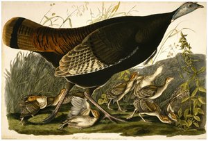 ウィリアムホームリザーズ（1788-1859）c.1827-32で彫刻された野生のトルコ 作： John James after Audubon
