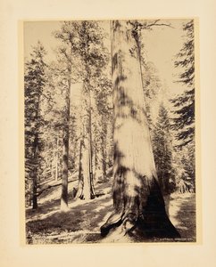 カリフォルニア州マリポサ、ビッグツリー 作： John K. Hillers