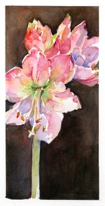 茶色の背景のアマリリス、2015年（水彩） 作： John Keeling
