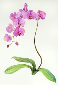蘭植物、2013、（水彩） 作： John Keeling