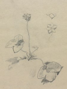 アネモネ 作： John La Farge