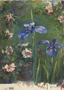 野薔薇と花菖蒲』1887年。 作： John La Farge