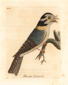 オーストラリアのフクロウのヨタカ、Aegotheles cristatus、または黄褐色のカエルマウス、Podargus strigoides? (縞模様のゴーアッカー、Caprimulgus vittatus。) John Latham が自身の A General History of Birds, Winchester から描き、彫刻した手彩色の銅版 作： John Latham