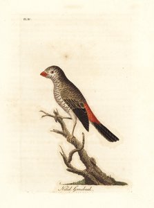 美しいファイアテイル、Stagonopleura bella (Nitid grosbeak、Loxia nitida)。 ジョン・レイサムが自身の鳥類の一般史、ウィンチェスターから描いて彫刻した手彩色の銅版 作： John Latham