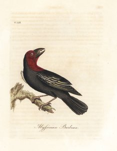 黒くちばしのゴシキドリ、Lybius guifsobalito (アビシニアン バービカン、Bucco saltii)。 ジョン・レイサムが自身の鳥類の一般史、ウィンチェスターから描いて彫刻した手彩色の銅版 作： John Latham