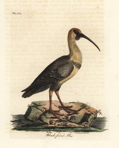 クロトキ、Theristicus melanopis (Tantalus melanops)。 ジョン・レイサムが自身の鳥類の一般史、ウィンチェスターから描いて彫刻した手彩色の銅版