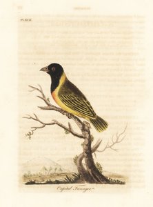 黒頭の黄色い襟の織工、Ploceus melanocephalus capitalis (Capital tanager、Tanagra capitalis)。 ジョン・レイサムが自身の鳥類の一般史、ウィンチェスターから描いて彫刻した手彩色の銅版 作： John Latham