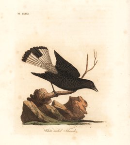 黒小麦耳、Oenanthe leucura (オジロワシツグミ、つぐみ leucurus)。 ジョン・レイサムが自身の鳥類の一般史、ウィンチェスターから描いて彫刻した手彩色の銅版 作： John Latham