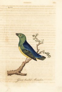 アオナガ クロロフォニア、Chlorophonia cyanea (緑頭マナキン、南アメリカ原産)。 ジョン・レイサムが自身の鳥類の一般史、ウィンチェスターから描いて彫刻した手彩色の銅版 作： John Latham
