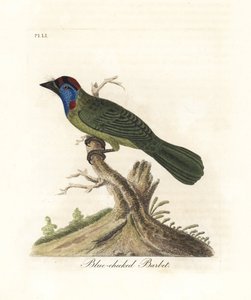 アオノドまたはマウンテン ゴシキドリ、Psilopogon asiaticus。 (青いほおひげ、Trogon asiaticus)。 ジョン・レイサムが自身の『鳥の一般史』ウィンチェスターから描いて彫刻した手彩色の銅版 作： John Latham