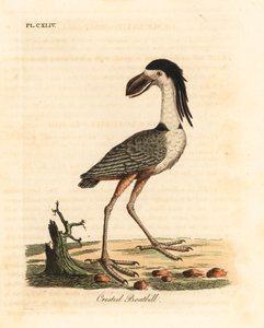 コガシラサギ、Cochlearius cochlearius (カンクロマ コクレアリア)。 ジョン・レイサムが自身の鳥類の一般史、ウィンチェスターから描いて彫刻した手彩色の銅版 作： John Latham