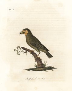 茶色の頭のゴシキドリ、Megalaima zeylanica? (Buff-faced barbet、Bucco lathami)。 大英博物館の Megalaima lathami とラベル付けされた標本から。 ジョン・レイサムが自身の鳥類の一般史、ウィンチェスターから描いて彫刻した手彩色の銅版