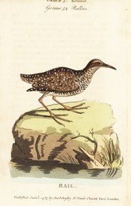 バフ・バンデッド・レール（Gallirallus philippensis 作： John Latham