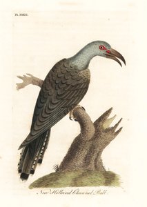 ハシボソカッコウ、Scythrops novaehollandiae (オーストラリアのハチハチドリ、Psittaceous hornbill)。 ジョン・レイサムが自身の鳥類の一般史、ウィンチェスターから描いて彫刻した手彩色の銅版