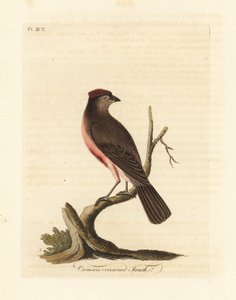 一般的なレッドポール、Carduelis flammea (Crimson-crowned finch、Fringilla flammea)。 ジョン・レイサムが自身の鳥類の一般史、ウィンチェスターから描いて彫刻した手彩色の銅版 作： John Latham