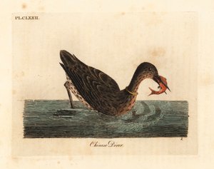 アジアで釣りに使われる鵜、おそらくカワウ、ウ、またはニホンウ、カウ。 (中国のダイバー、Colymbus sinensis。) John Latham が自作の A General Histo から描き、彫刻した手彩色の銅版