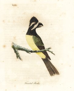 カンムリ モズ、Falcunculus frontatus (前頭モズ、Lanius frontatus)。 ジョン・レイサムが自身の鳥類の一般史、ウィンチェスターから描いて彫刻した手彩色の銅版 作： John Latham