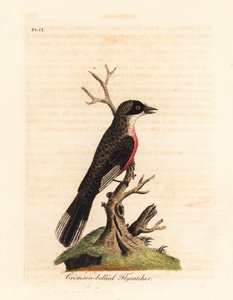 紅腹ヒタキ、Muscicapa coccinigastra。 ポート ジャクソンの画家によるイラストからコピーされた未知の種の鳥。 ジョン・レイサムが自身の鳥類の一般史、ウィンチェスターから描いて彫刻した手彩色の銅版 作： John Latham