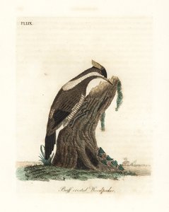 クリムゾン・クレステッド・キツツキ、Campephilus melanoleucos (バフ・クレステッド・キツツキ、Picus melanoleucus)。 レベリア博物館のスキンに基づいています。 ジョン・レイサムが自身の鳥類の一般史、ウィンチェスターから描いて彫刻した手彩色の銅版 作： John Latham