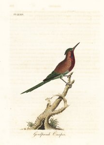 真紅のサンバード、Aethopyga siparaja seheriae (Goulpourah クリーパー)。 ジョン・レイサムが自身の鳥類の一般史、ウィンチェスターから描いて彫刻した手彩色の銅版 作： John Latham