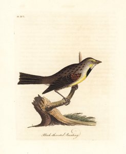 Dickcissel、Spiza americana (ノドグロホオジロ、Emberiza americana)。 ジョン・レイサムが自身の鳥類の一般史、ウィンチェスターから描いて彫刻した手彩色の銅版 作： John Latham