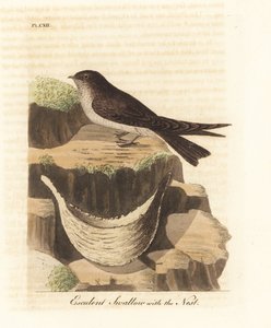 ツバメの巣のスープに使用されるツバメ、Aerodramus fuciphagus、ツバメの巣。 (Esculent ツバメ、Hirundo esculenta。) John Latham が自身の A General History of Birds, Winchester から描き、彫刻した手彩色の銅版画