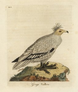 エジプトのハゲタカ、Neophron percnopterus ginginianus.1824 (彫刻) 作： John Latham