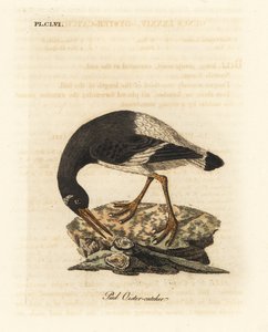 ユーラシアまたは足のミヤコドリ、Haematopus ostralegus。 ジョン・レイサムが自身の鳥類の一般史、ウィンチェスターから描いて彫刻した手彩色の銅版 作： John Latham