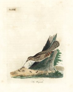 ユーラシア ライネック、ジンクス トルキーラ (Junx torquilla)。 ジョン・レイサムが自身の鳥類の一般史、ウィンチェスターから描いて彫刻した手彩色の銅版 作： John Latham