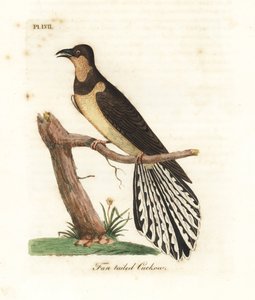 扇尾カッコウ、Cacomantis flabelliformis。 ジョン・レイサムが自身の『鳥の一般史』ウィンチェスターから描いて彫刻した手彩色の銅版 作： John Latham