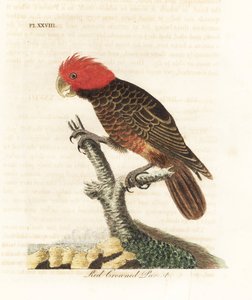 ギャングギャング オウム、Callocephalon fimbriatum (赤冠オウム、Psittacus galeatus)。 ジョン・レイサムが自身の鳥類の一般史、ウィンチェスターから描いて彫刻した手彩色の銅版 作： John Latham