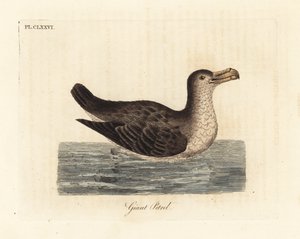 オオミズナギドリ、Macronectes giganteus (Precellaria gigantea として、Procellaria gigantea のエラー)。 ジョン・レイサムが自身の鳥類の一般史、ウィンチェスターから描いて彫刻した手彩色の銅版 作： John Latham