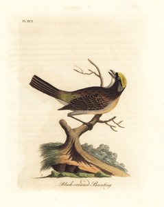 ゴールデンクラウン スズメ、ゾノトリキア アトリカピラ (クロクラウン ホオジロ、Emberiza atricapilla)。 ジョン・レイサムが自身の鳥類の一般史、ウィンチェスターから描いて彫刻した手彩色の銅版 作： John Latham