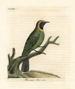 黄金のハコドリ、Chloropsis aurifrons。 (Hurruwa bee-eater、インド。) John Latham が自作の A General History of Birds、ウィンチェスターから描き、彫刻した手彩色の銅版 作： John Latham