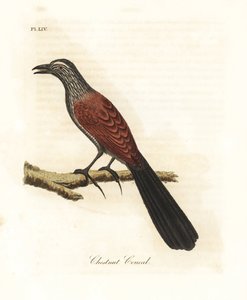 オオバン、またはカラス キジ、Centropus sinensis (栗のクーカル)。 ジョン・レイサムが自身の鳥類の一般史、ウィンチェスターから描いて彫刻した手彩色の銅版 作： John Latham