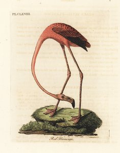 オオフラミンゴ、Phoenicopterus roseus、またはアメリカのフラミンゴ、Phoenicopterus ruber (アカフラミンゴ、Phoenicopterus ruber)。 ジョン・レイサムが自身の鳥類の一般史、ウィンチェスターから描いて彫刻した手彩色の銅版 作： John Latham