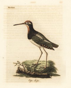 オオペンキシギ、Rostratula benghalensis (ケープ シギ、Scolopax capensis)。 ジョン・レイサムが自身の鳥類の一般史、ウィンチェスターから描いて彫刻した手彩色の銅版